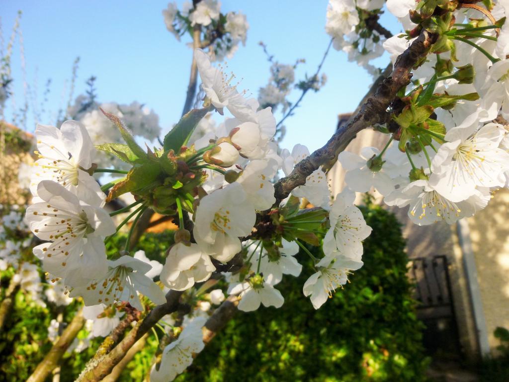 Chambre D'Hotes "Mirabel" Saint-Jean  Δωμάτιο φωτογραφία